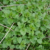 Young Nettles March20x20