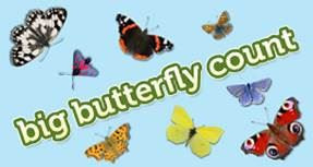 butterfly count