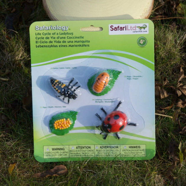 amazon lady bird cycle