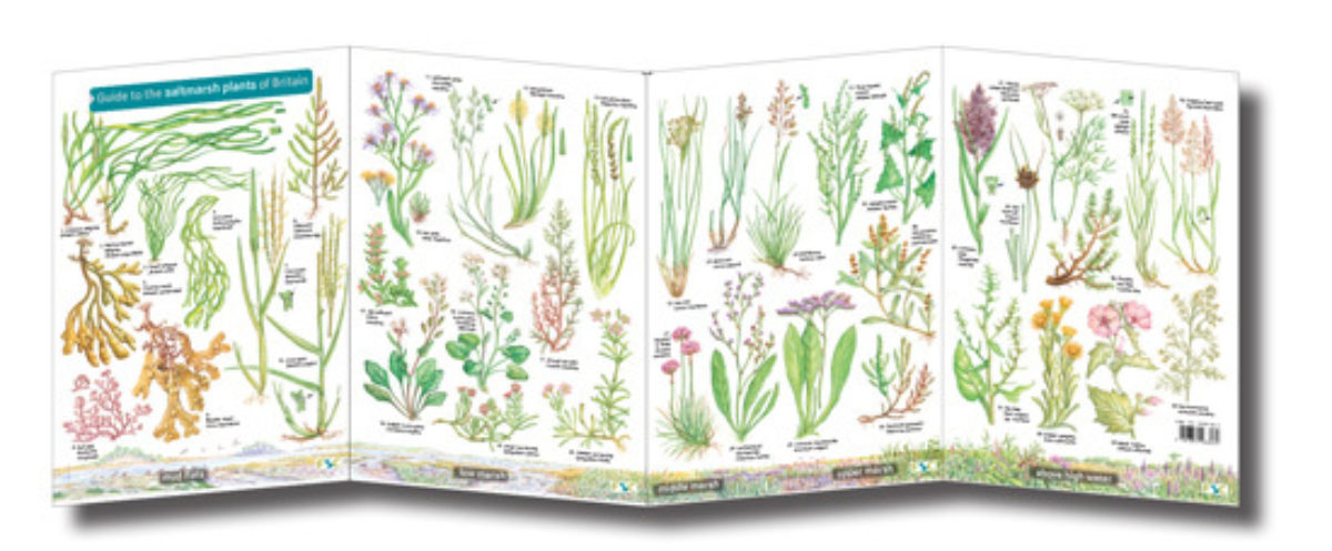 Field Guide - Saltmarsh Plants | Muddy Faces