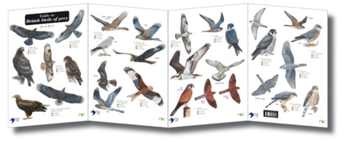 Field Guide - British Birds of Prey | Muddy Faces