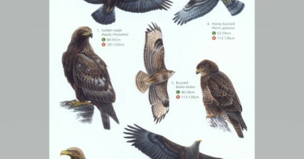 A Guide to British Birds of Prey