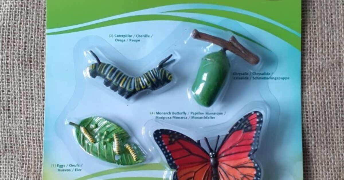 life cycle of butterfly model