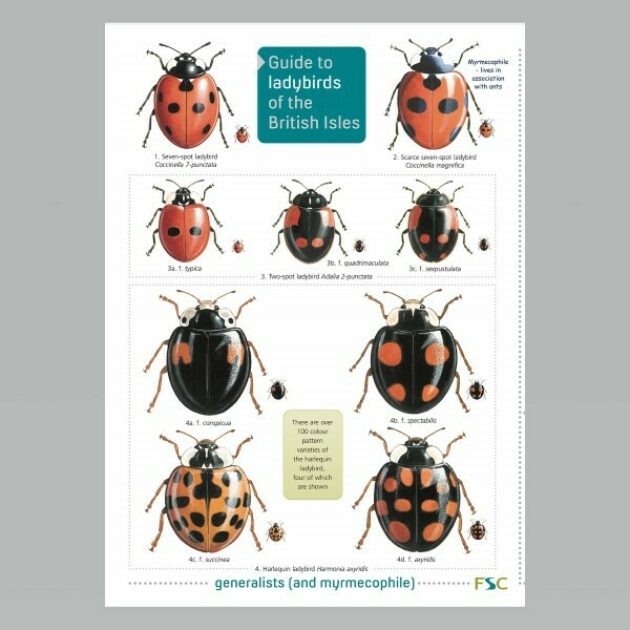 Field Guide - Ladybirds | Muddy Faces