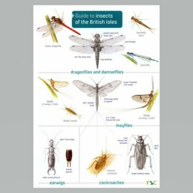Field Guide Insects of the British Isles Muddy Faces