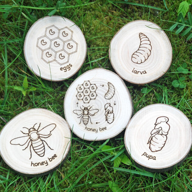 Honey Bee Life Cycle UK Wood Muddy Faces