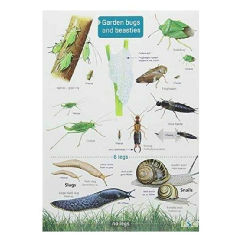Field Guide - Garden Bugs & Beasties | Muddy Faces Field Guide - Garden Bugs & Beasties | Muddy Faces