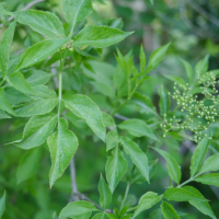 elder leaf