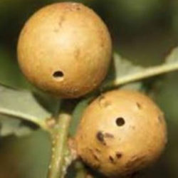 oak galls