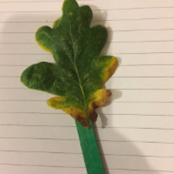 leaf stuck on coloured stick