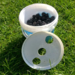 plastic pot of blackberries showing lid with 3 holes in lid