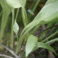 close up wild garlic flower (not open)