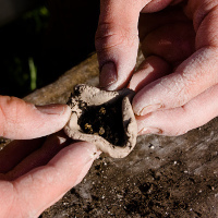 filling a clay pocket with seeds