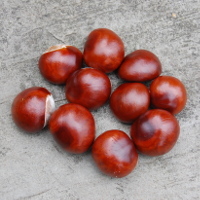 pile of 10 conkers