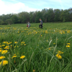 children in a field of dandelions