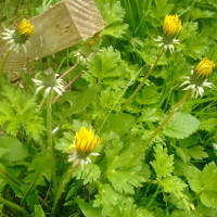 closed dandelions