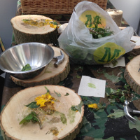 foraged dandelions ready for use