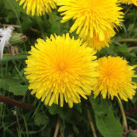 dandelion flowers