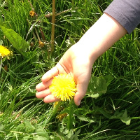 child's hand holding dandelion