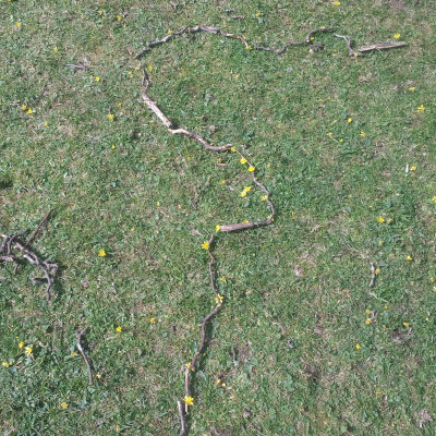 Dot-to-dot using sticks and flowers on the grass