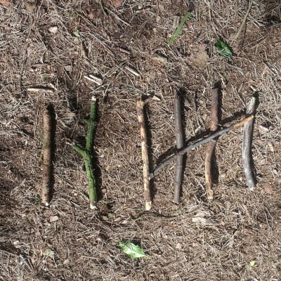 tally using sticks
