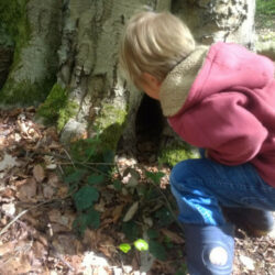 boy peering into a hole in the base of a tree