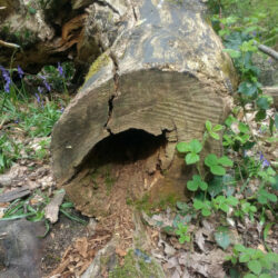 dead tree trunk on ground with hole in rotten end