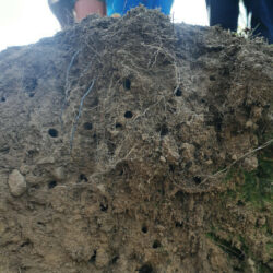 small holes made by soitary bees in vertical bank