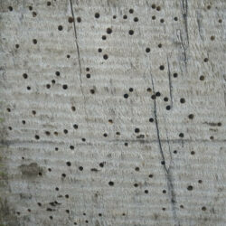 lots of small holes in dead tree