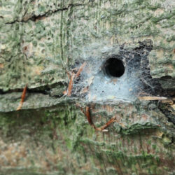 spider web hole in tree