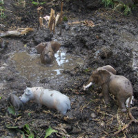 toy animals in a mud puddle