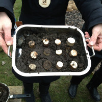 a tray of mud pies