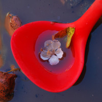 red ladle with muddy water and a flower floating in it