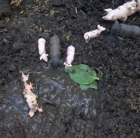 toy animals in a mud puddle