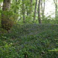 woodland in spring