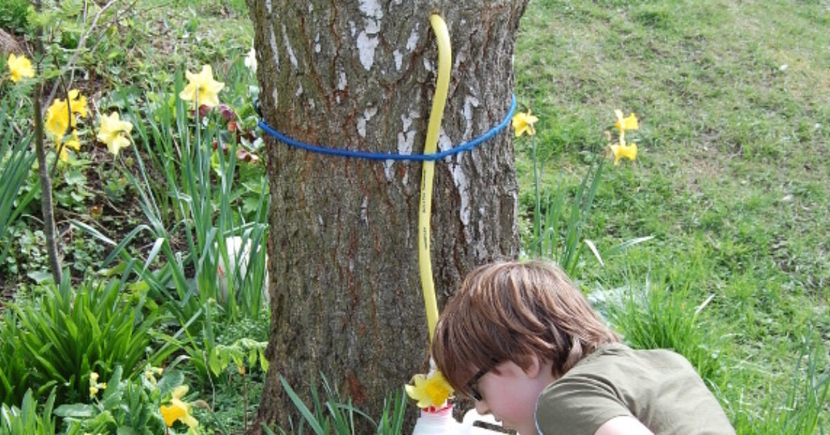 How to extract tap birch sap Activities Muddy Faces