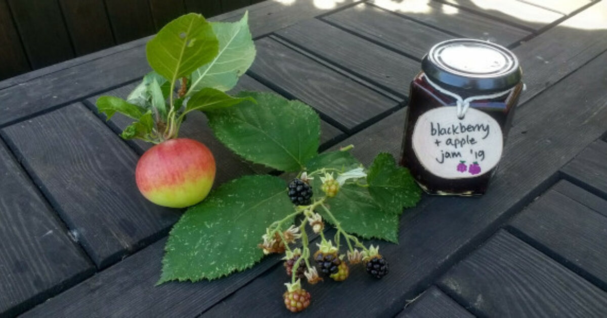 Blackberry & apple jam - Activities | Muddy Faces