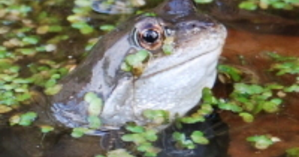 Reptiles & amphibians Useful websites nature Muddy Faces