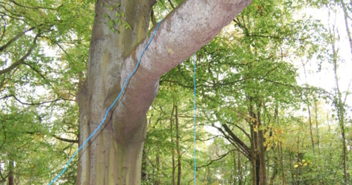 Shelters throwing a rope over a high branch … Muddy Faces