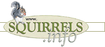 Squirrels info