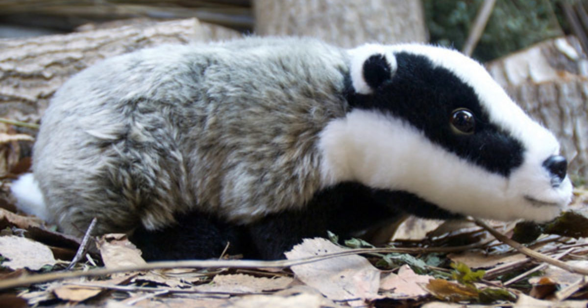 Badger Large Muddy Faces