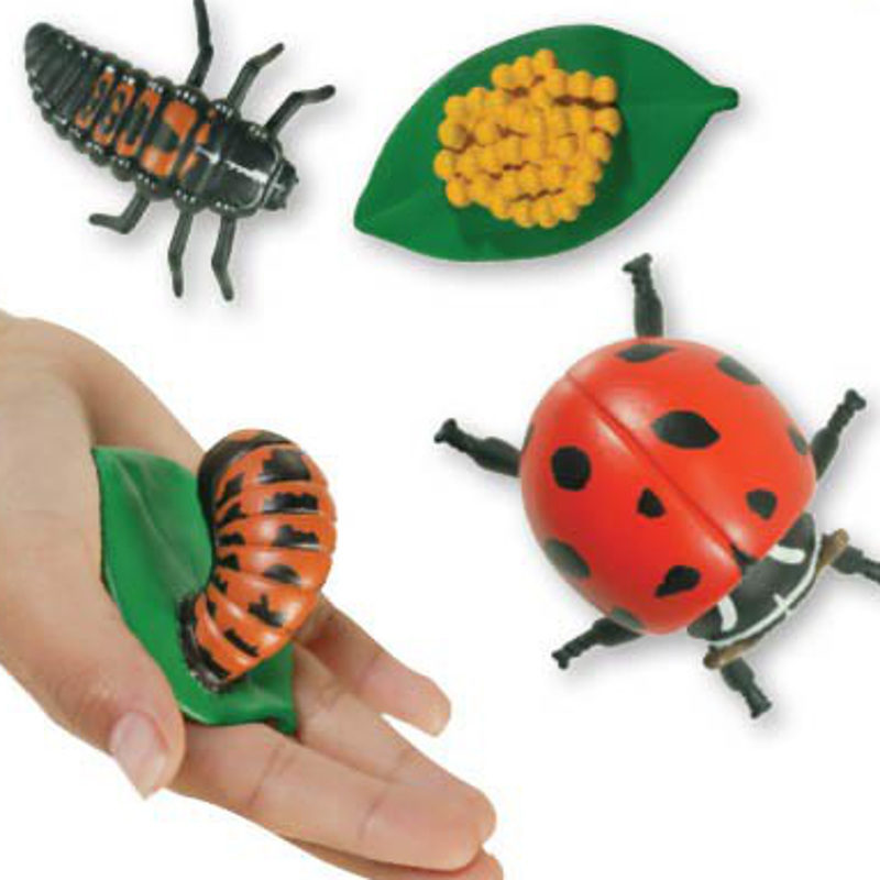 Ladybird cycle new arrivals