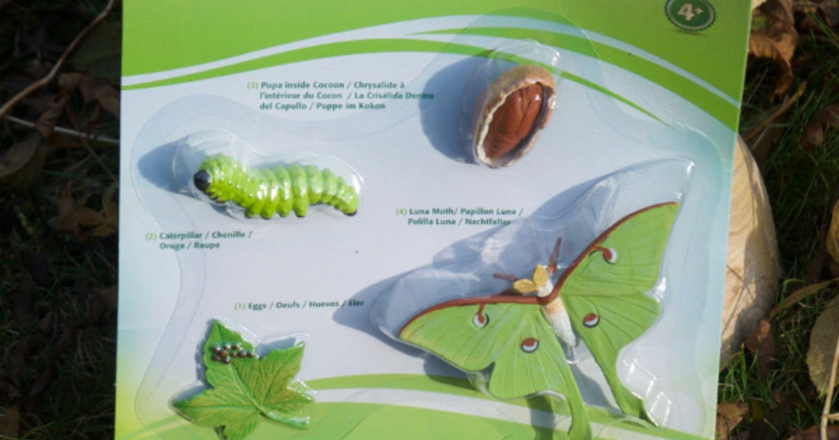 Life Cycle Of A Luna Moth Muddy Faces