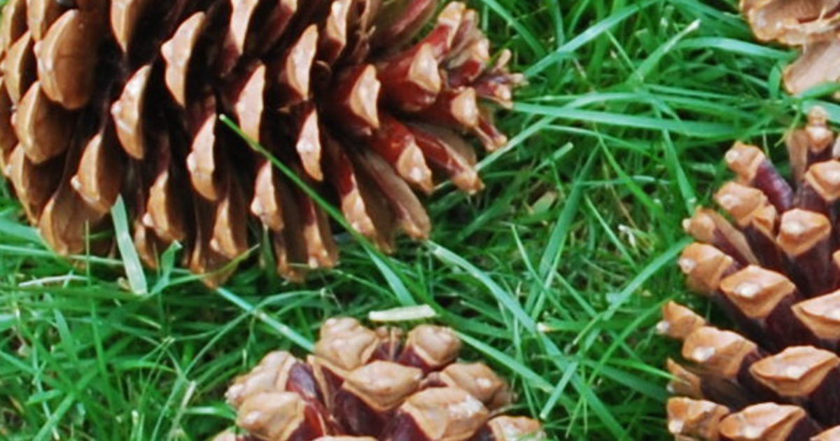 Why Are There So Many Pinecones This Year?