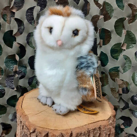 Barn Owl - Medium