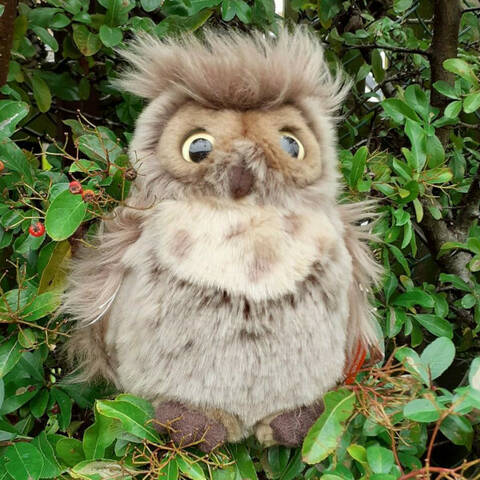 Brown Owl - Medium