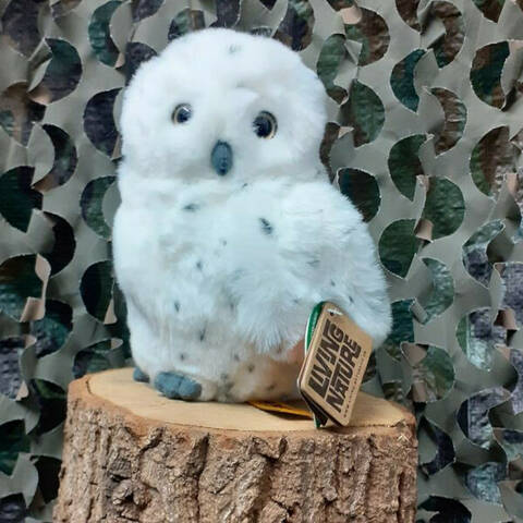 Snowy Owl - Medium
