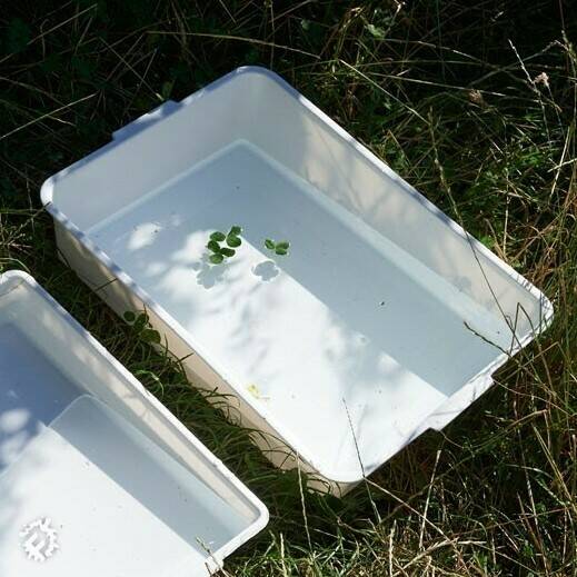 Pond Tray | Muddy Faces