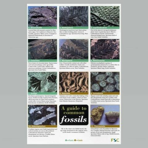 Field Guide - Common Fossils