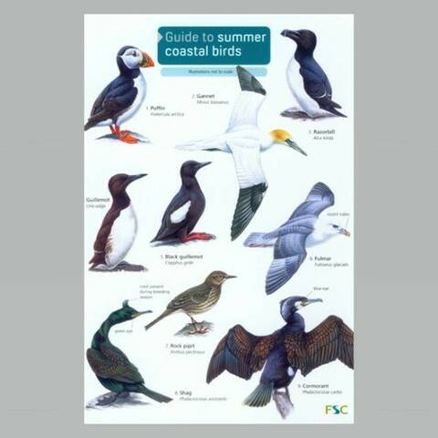 Field Guide - Summer Coastal Birds